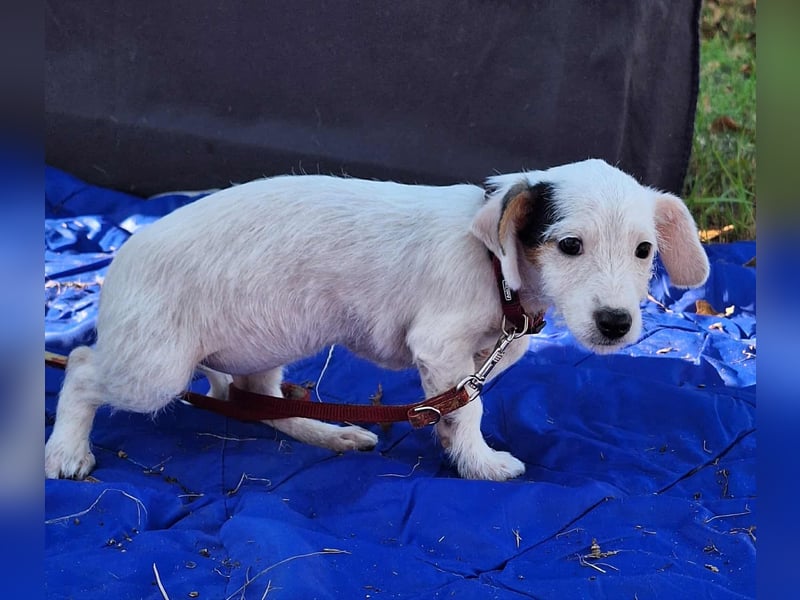 Die liebe, fröhliche Nana sucht ein Zuhause !