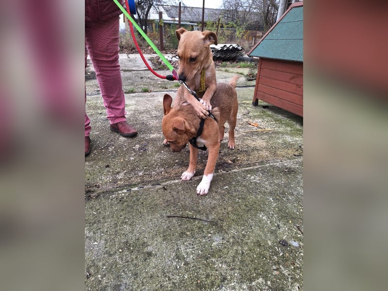 Die liebe, fröhliche Gita sucht ein Zuhause !