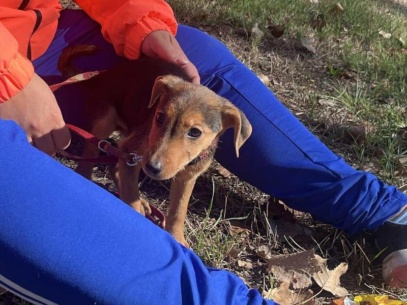 Die liebe Linda sucht ein Zuhause !