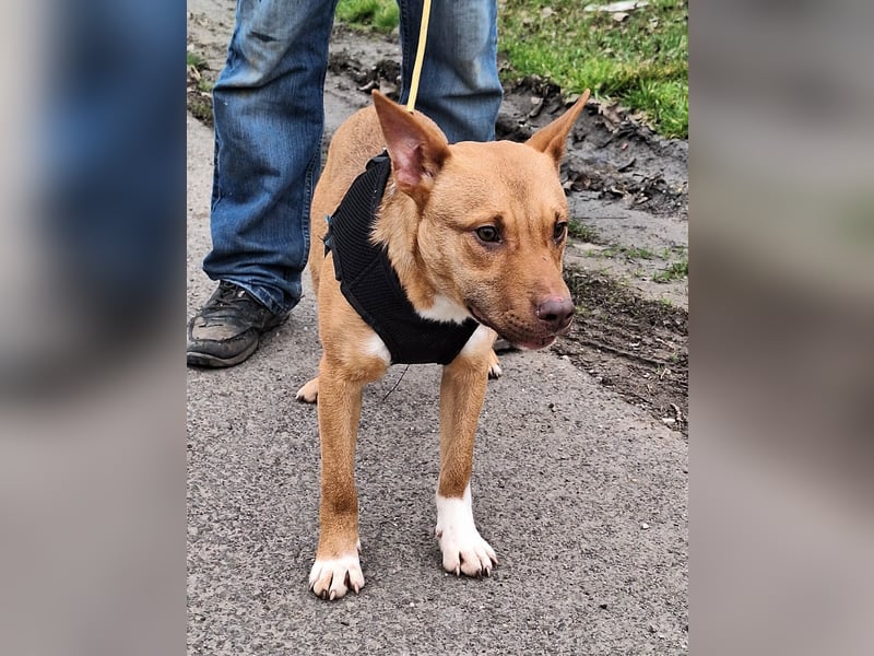 Robin ist sehr lieb, sanft, freundlich, aufmerksam !