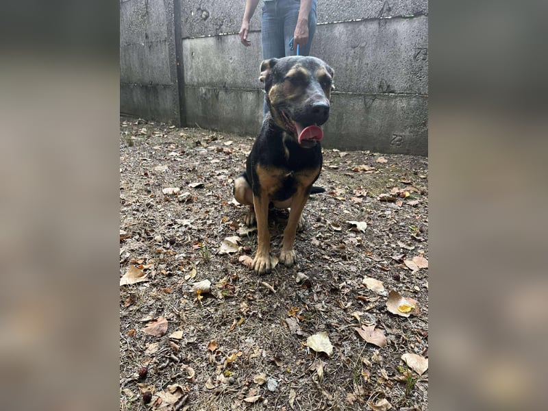 Wer verliebt sich in die pfiffige Lola ?
