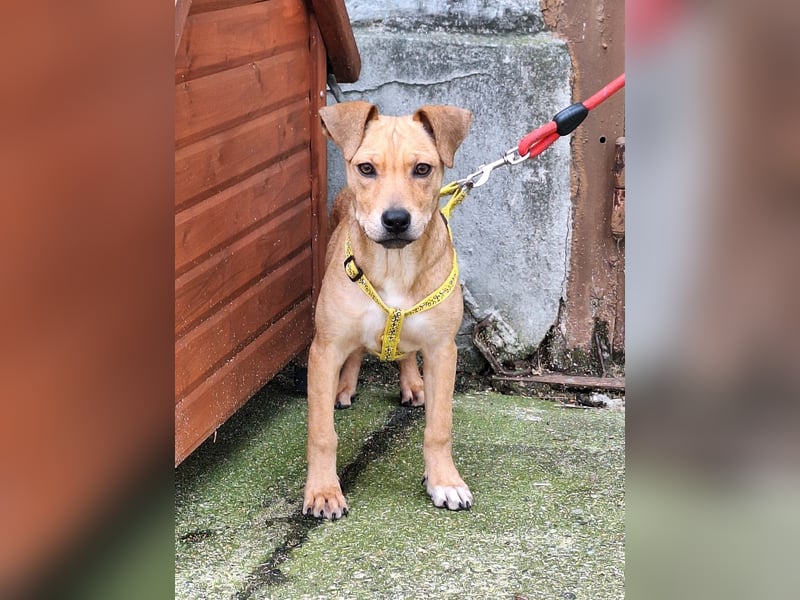 Die liebe, fröhliche Gita sucht ein Zuhause !