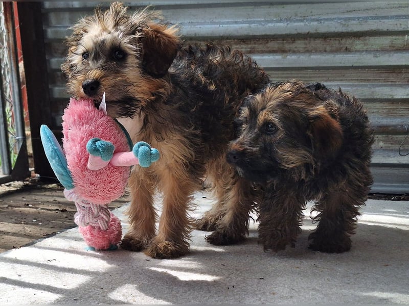 Eliza ist sehr lieb, verspielt und menschenbezogen