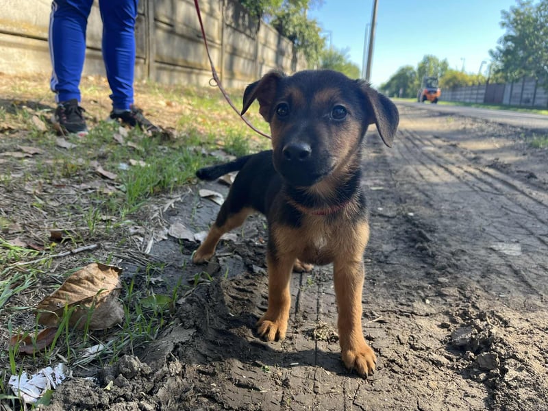 Der liebe Pedro sehnt sich nach einem Zuhause !