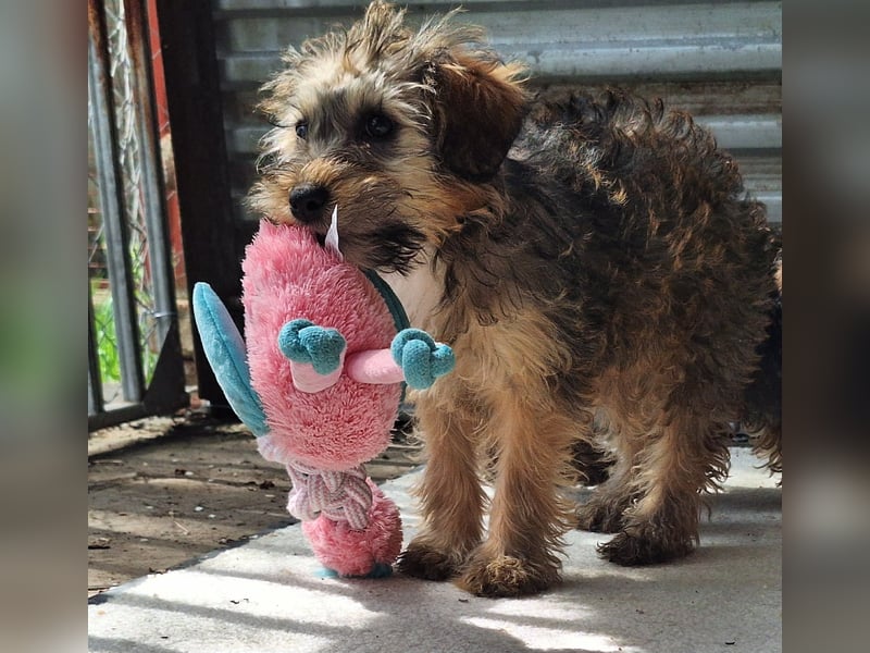 Eliza ist sehr lieb, verspielt und menschenbezogen