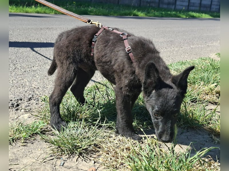 Dumbo ist sehr freundlich, fröhlich,lebhaft,ausgeglichen !