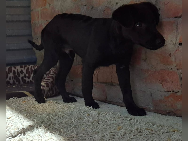 Shadow ist sehr freundlich, fröhlich, neugierig !