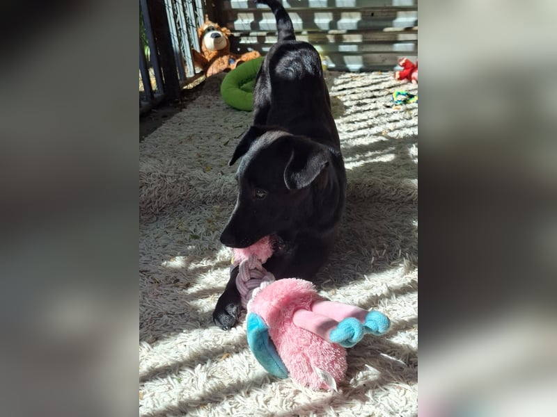 Shadow ist sehr freundlich, fröhlich, neugierig !