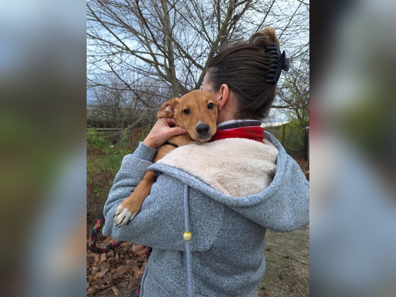 Mimi liebt spielen und kuscheln !