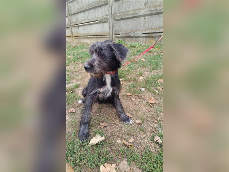 Der liebe Fernando sucht seine Familie !