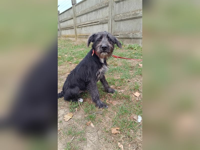 Der liebe Fernando sucht seine Familie !