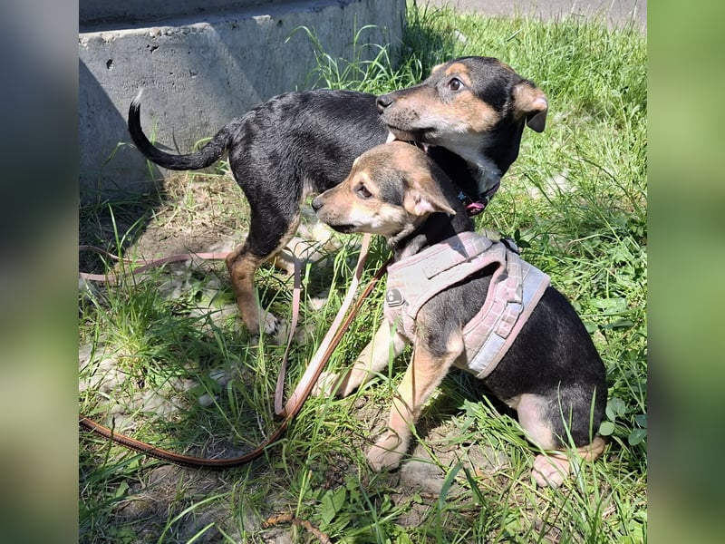Famikienhund Taya sucht ein Zuhause !