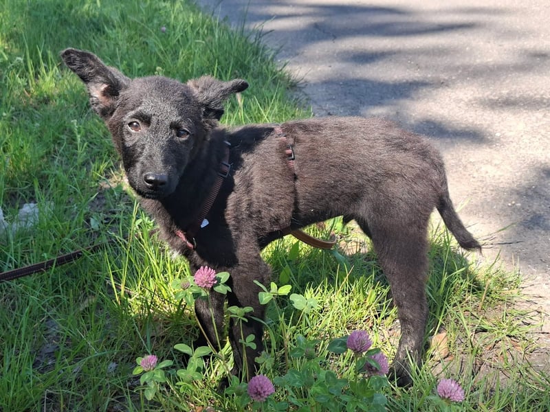 Dumbo ist sehr freundlich, fröhlich,lebhaft,ausgeglichen !