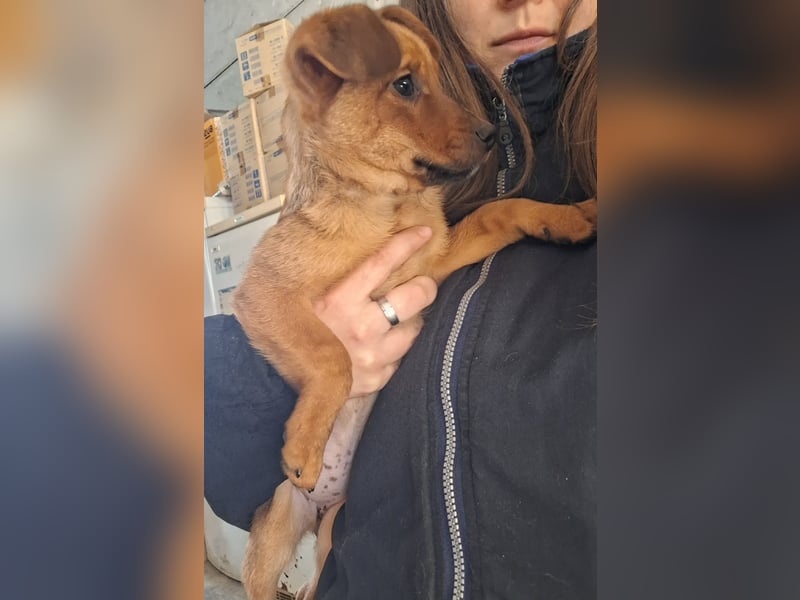 Die fröhliche Cindy sucht ein Zuhause !