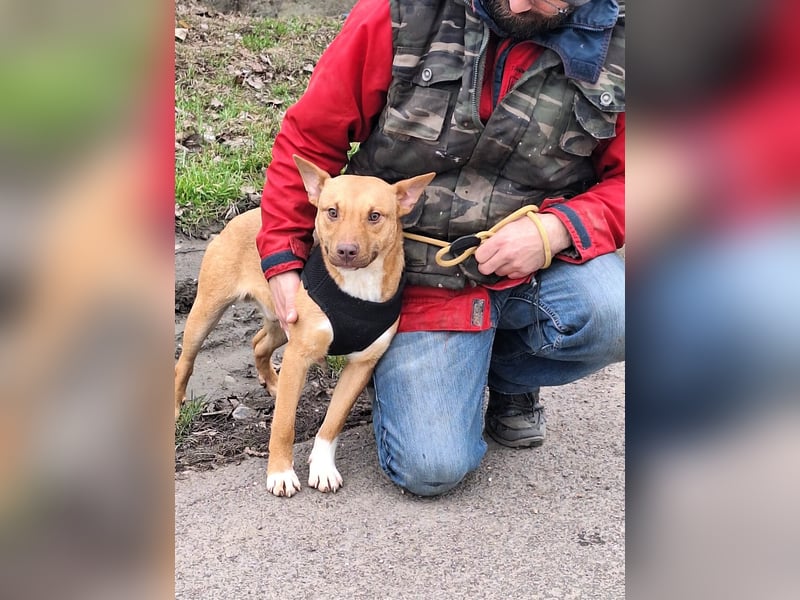 Robin ist sehr lieb, sanft, freundlich, aufmerksam !