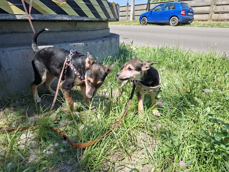 Famikienhund Taya sucht ein Zuhause !