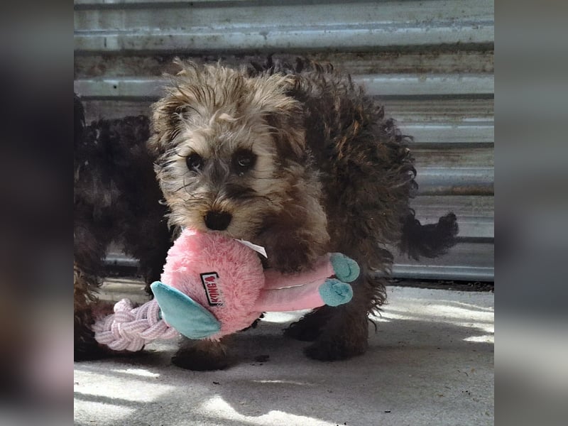 Eliza ist sehr lieb, verspielt und menschenbezogen