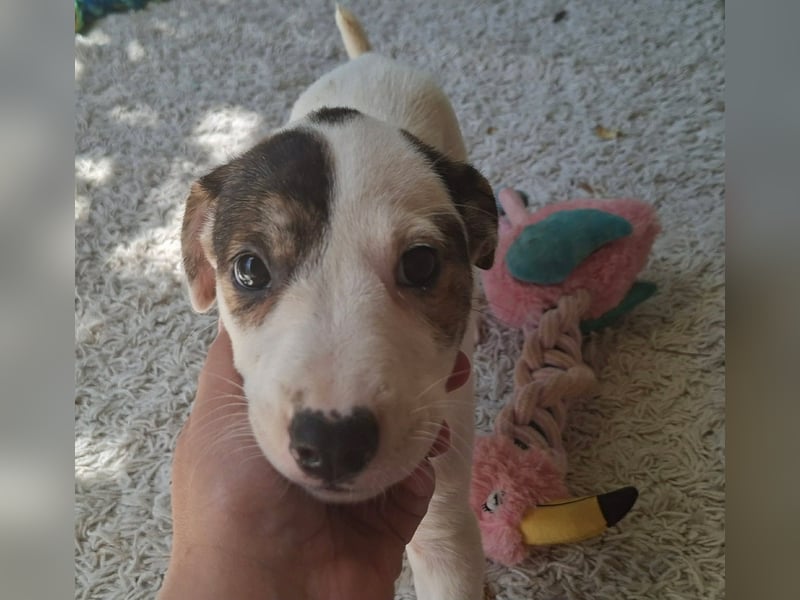 Die liebe Bambi ist immer fröhlich und gut gelaunt !
