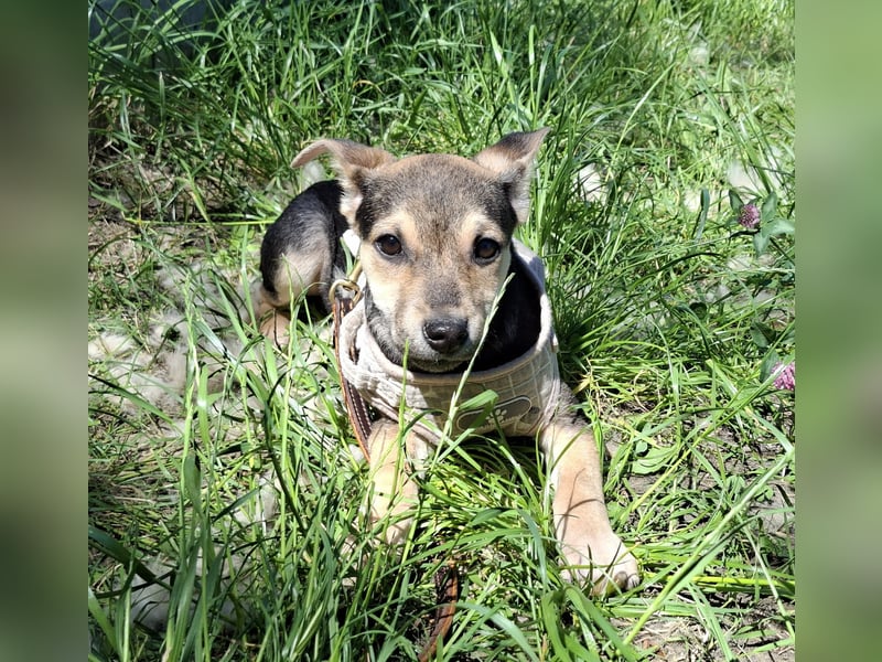 Famikienhund Taya sucht ein Zuhause !