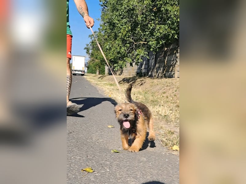 Tekergö ist sehr lieb, verspielt, aktiv, fröhlich, verschmust !
