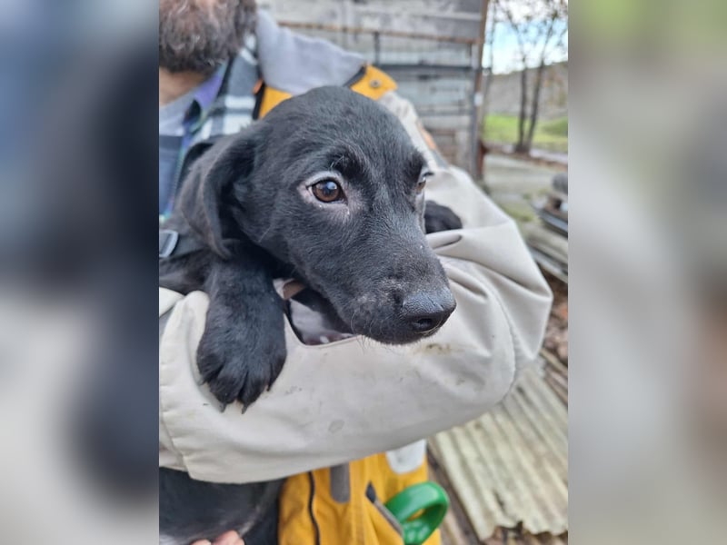 Sonnenschein Mira sucht ein Zuhause !