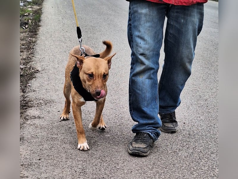 Robin ist sehr lieb, sanft, freundlich, aufmerksam !