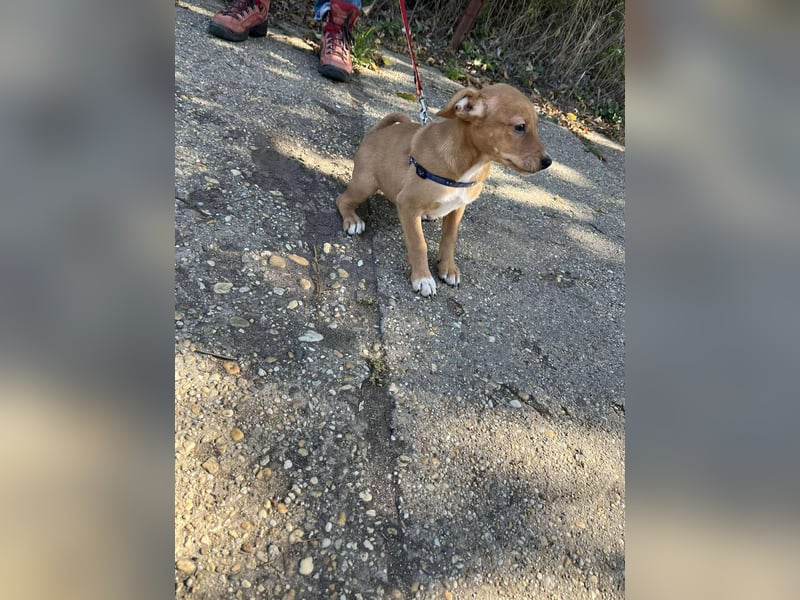 Mimi liebt spielen und kuscheln !