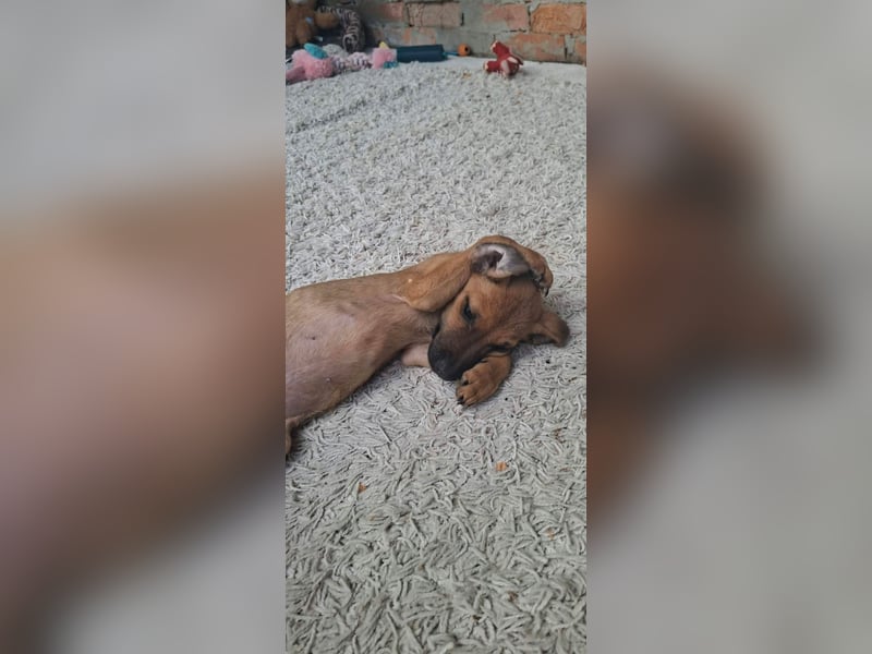 Cody ist sehr freundlich, menschenbezogen, verschmust,verspielt !