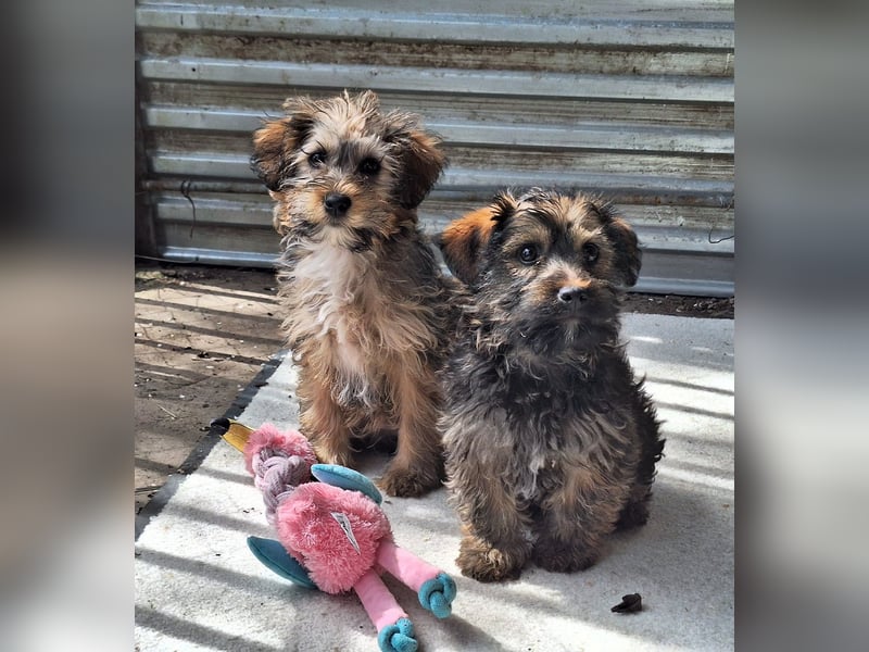 Die ruhige sanfte Ella sucht ein Zuhause !