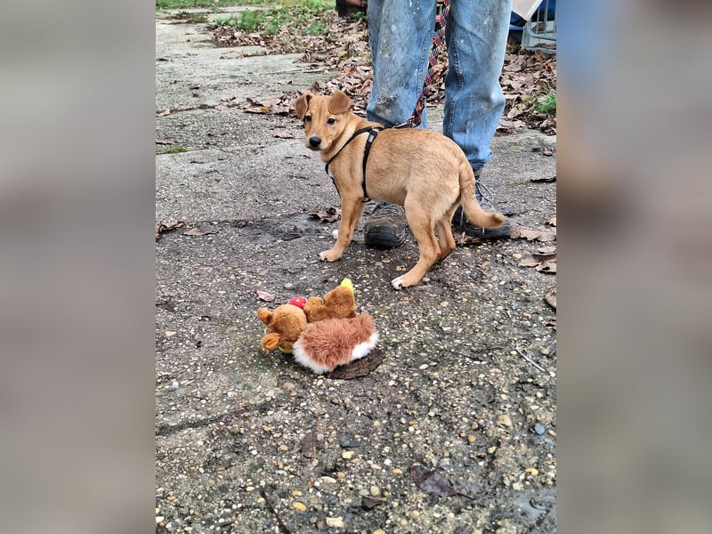 Mimi liebt spielen und kuscheln !