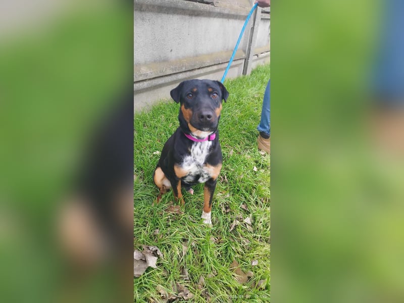 Der liebe Gufy sucht seine Familie !