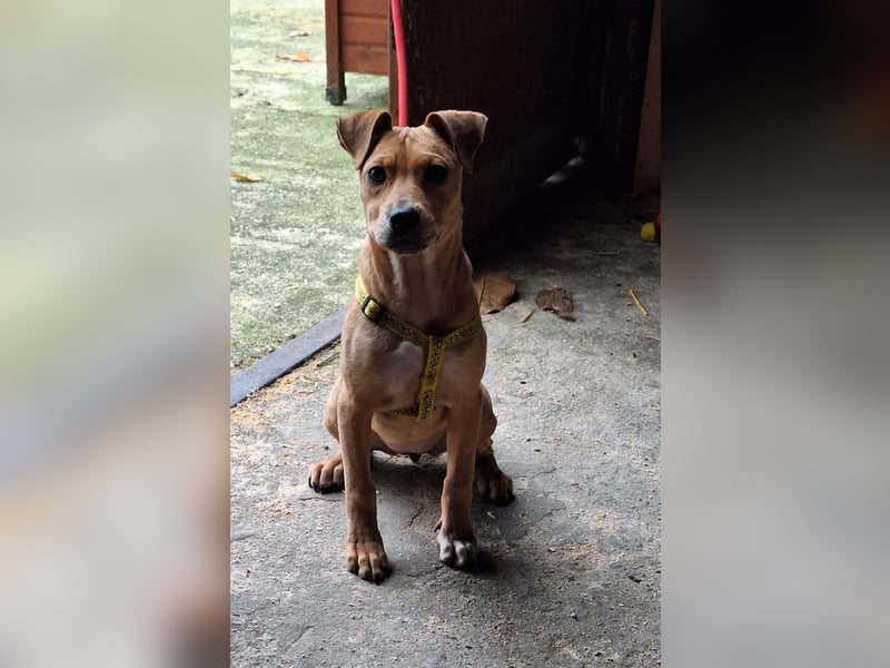 Die liebe, fröhliche Gita sucht ein Zuhause !