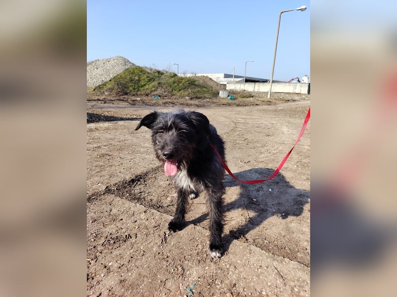 Der liebe Fernando sucht seine Familie !