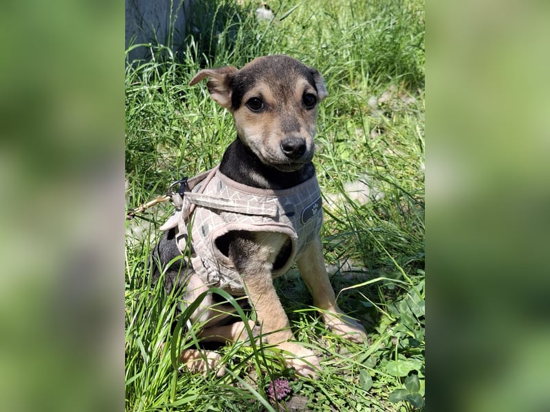 Famikienhund Taya sucht ein Zuhause !