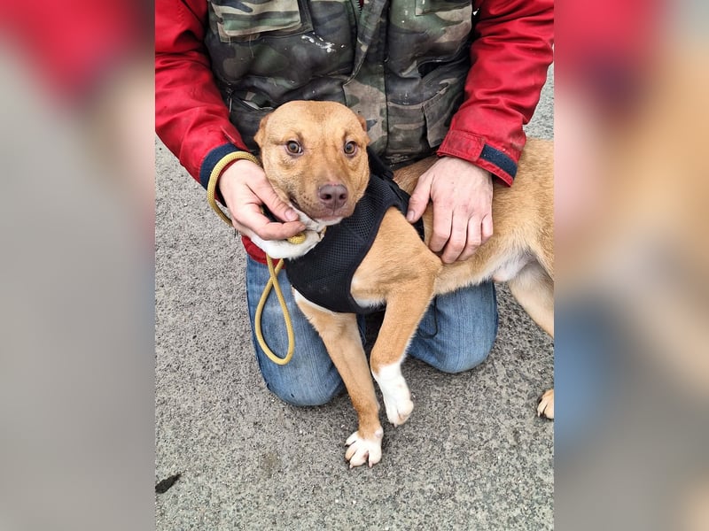 Robin ist sehr lieb, sanft, freundlich, aufmerksam !