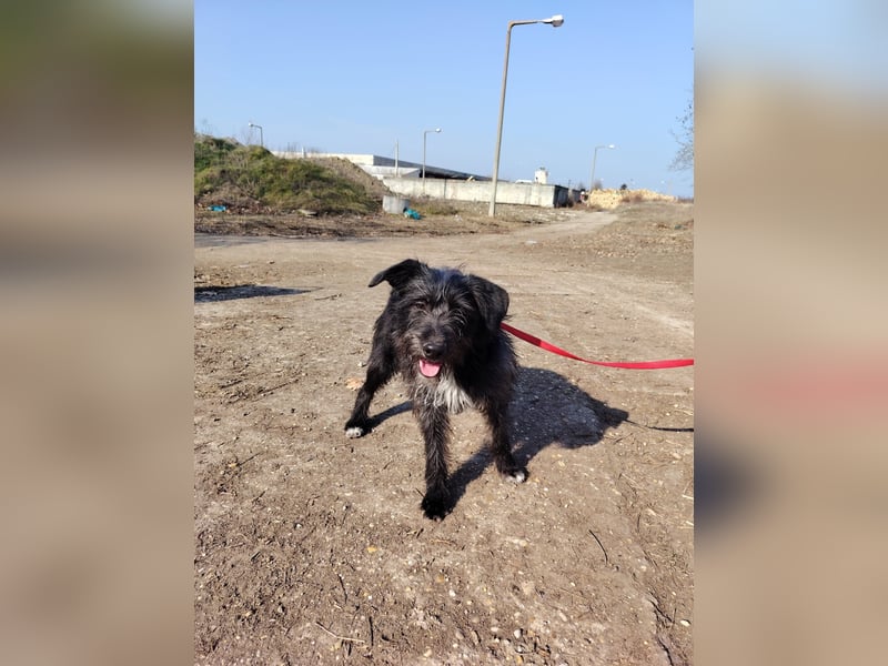 Der liebe Fernando sucht seine Familie !