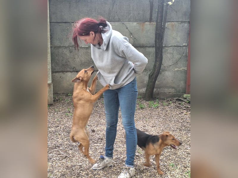 Die liebe, fröhliche Gita sucht ein Zuhause !