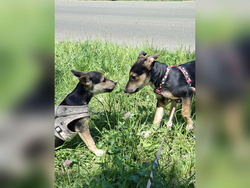 Famikienhund Taya sucht ein Zuhause !