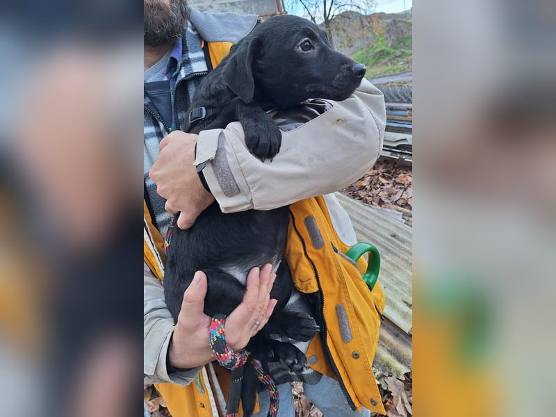 Sonnenschein Mira sucht ein Zuhause !