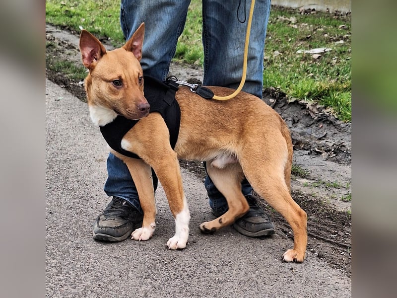 Robin ist sehr lieb, sanft, freundlich, aufmerksam !