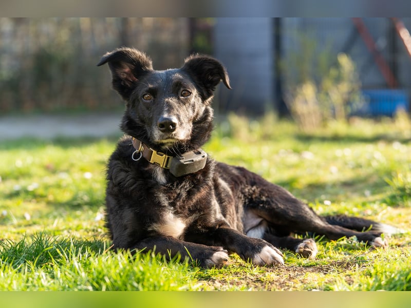 Riley wartet in Dortmund