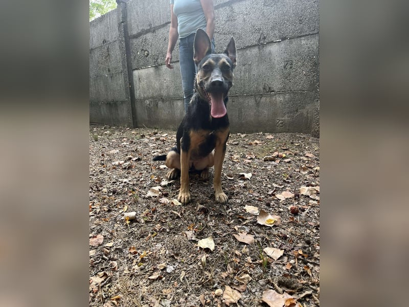 Wer verliebt sich in die pfiffige Lola ?