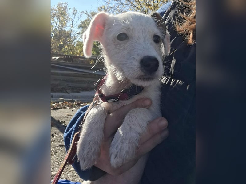 Die liebe, fröhliche Nana sucht ein Zuhause !