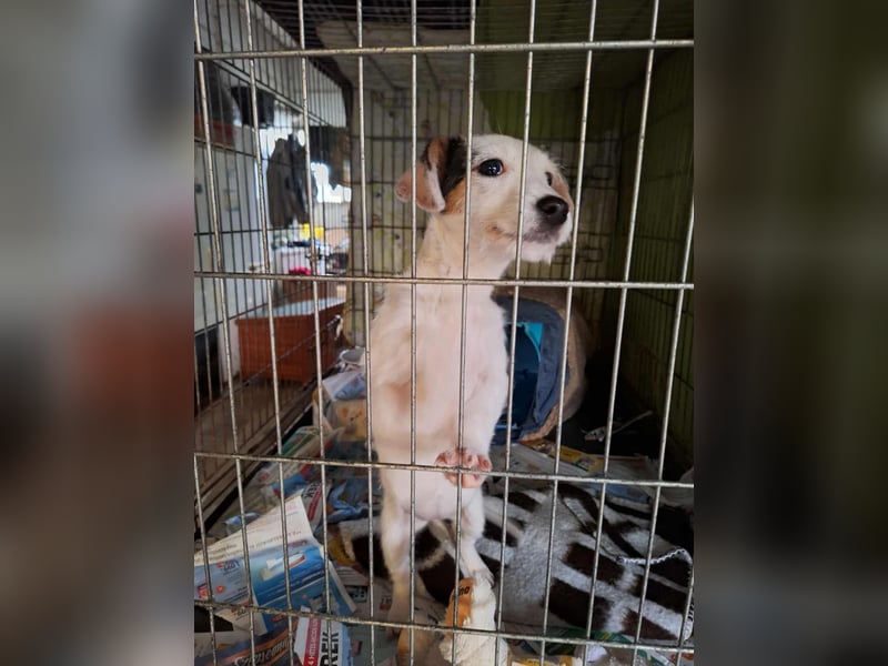 Die liebe, fröhliche Nana sucht ein Zuhause !