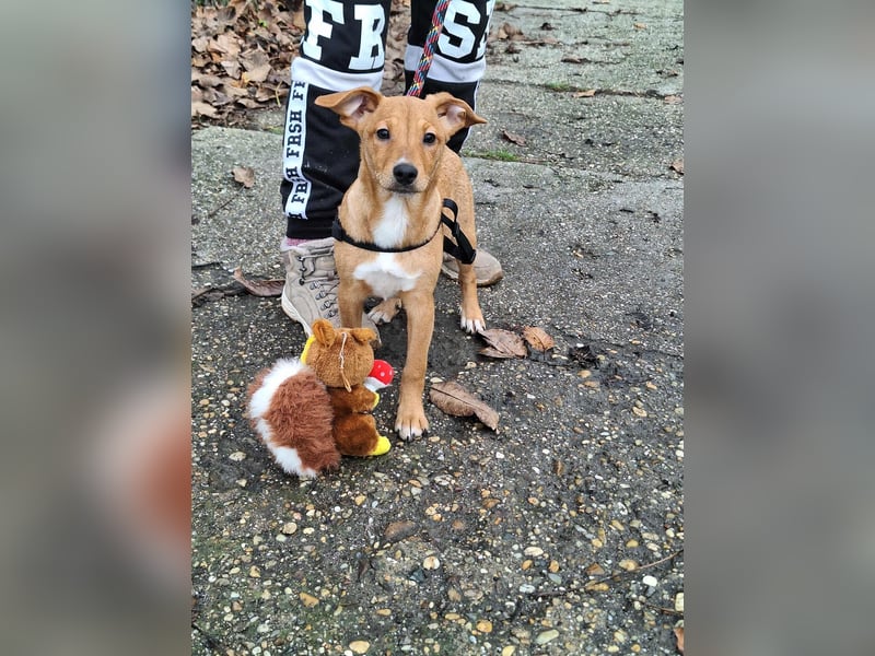 Mimi liebt spielen und kuscheln !