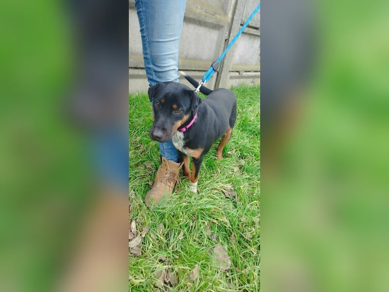 Der liebe Gufy sucht seine Familie !