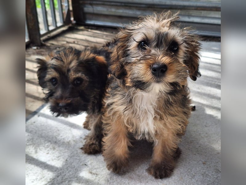 Eliza ist sehr lieb, verspielt und menschenbezogen