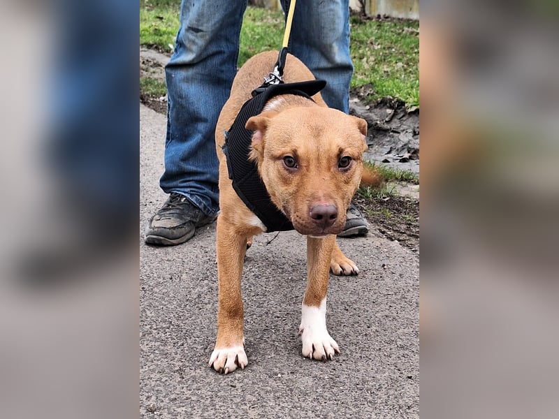 Robin ist sehr lieb, sanft, freundlich, aufmerksam !