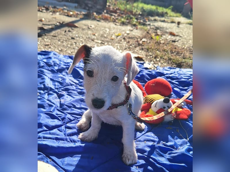 Die liebe, fröhliche Nana sucht ein Zuhause !