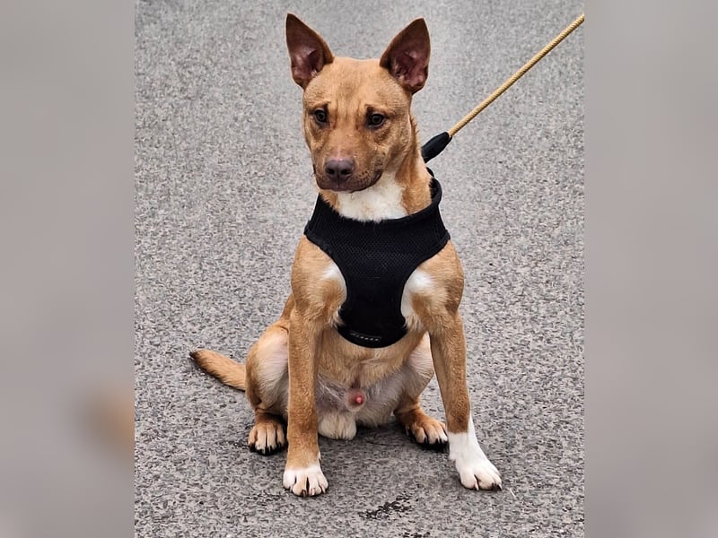 Robin ist sehr lieb, sanft, freundlich, aufmerksam !